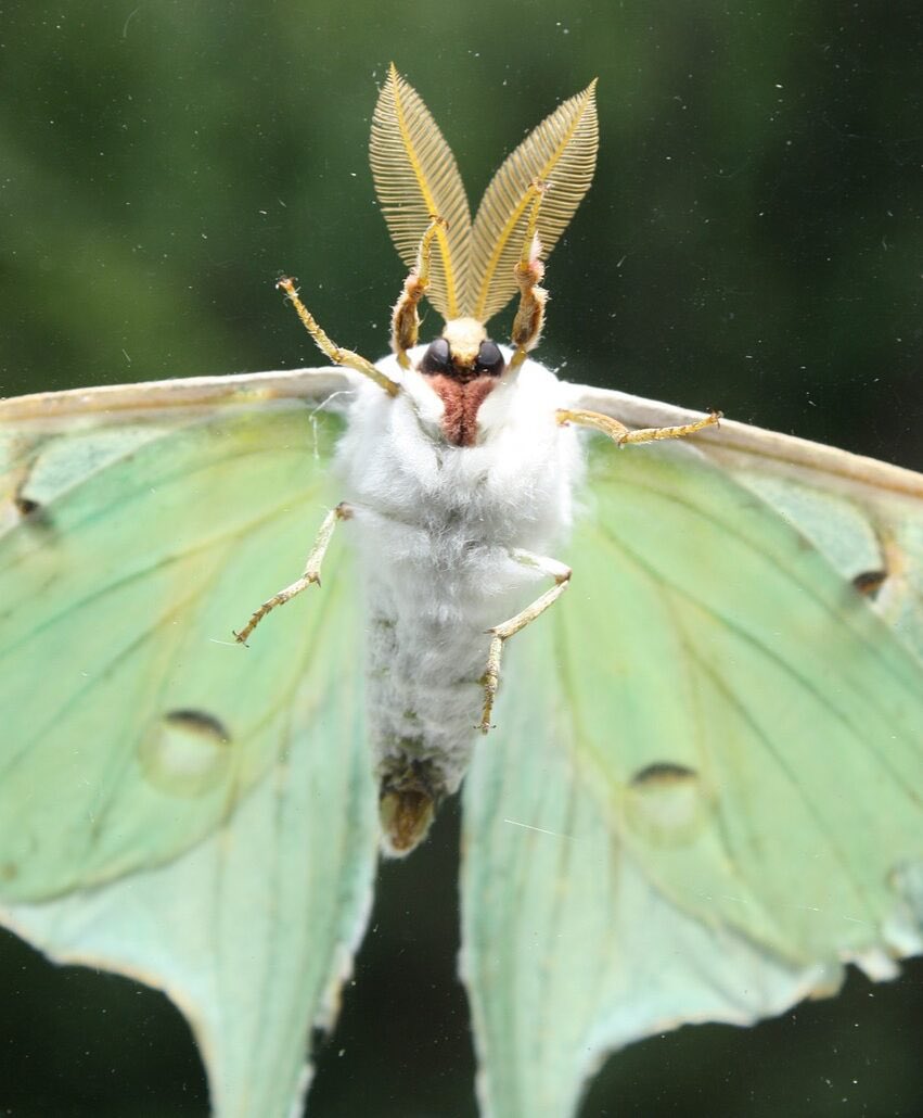 mothOTD's tweet photo. todays moth is the luna moth! unfortunately, this moth only lives for about 7-10 days in adult form :( its survival mechanism is to spin its long tail which confuses bats. they are found in North America and relatively common. if you see one it is said to represent good luck! https://t.co/mINgGma7oi