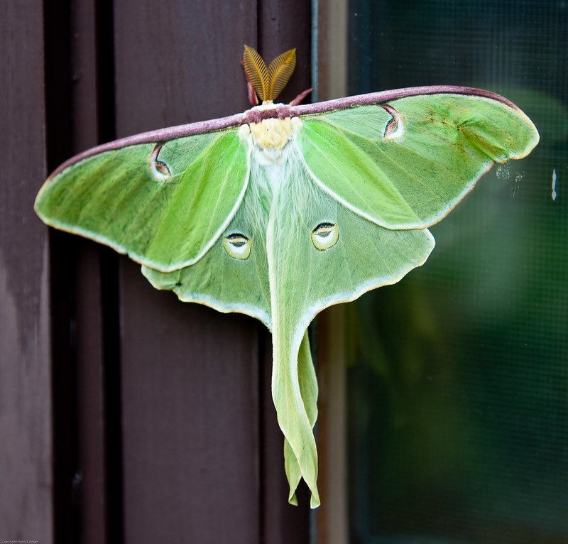 mothOTD's tweet photo. todays moth is the luna moth! unfortunately, this moth only lives for about 7-10 days in adult form :( its survival mechanism is to spin its long tail which confuses bats. they are found in North America and relatively common. if you see one it is said to represent good luck! https://t.co/mINgGma7oi