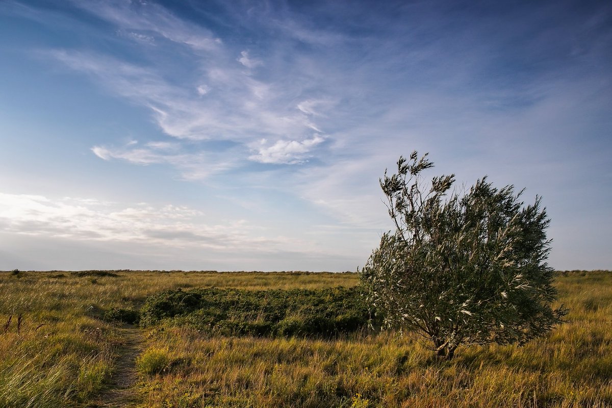 FabMaxPhoto's tweet photo. [ Afternoon in the North ]

Nordwest-#Deutschland an der Küste. / North West #Germany on the coast.
•
#Olympus OM-D E-M5 Mk.1
Olympus m.Zuiko Pro 12-40 f/2.8
#FormattHitech Filter

#landscape #landscapephotography #landschaft #photography #fotografie #niedersachsen https://t.co/5OtoPlkb0X