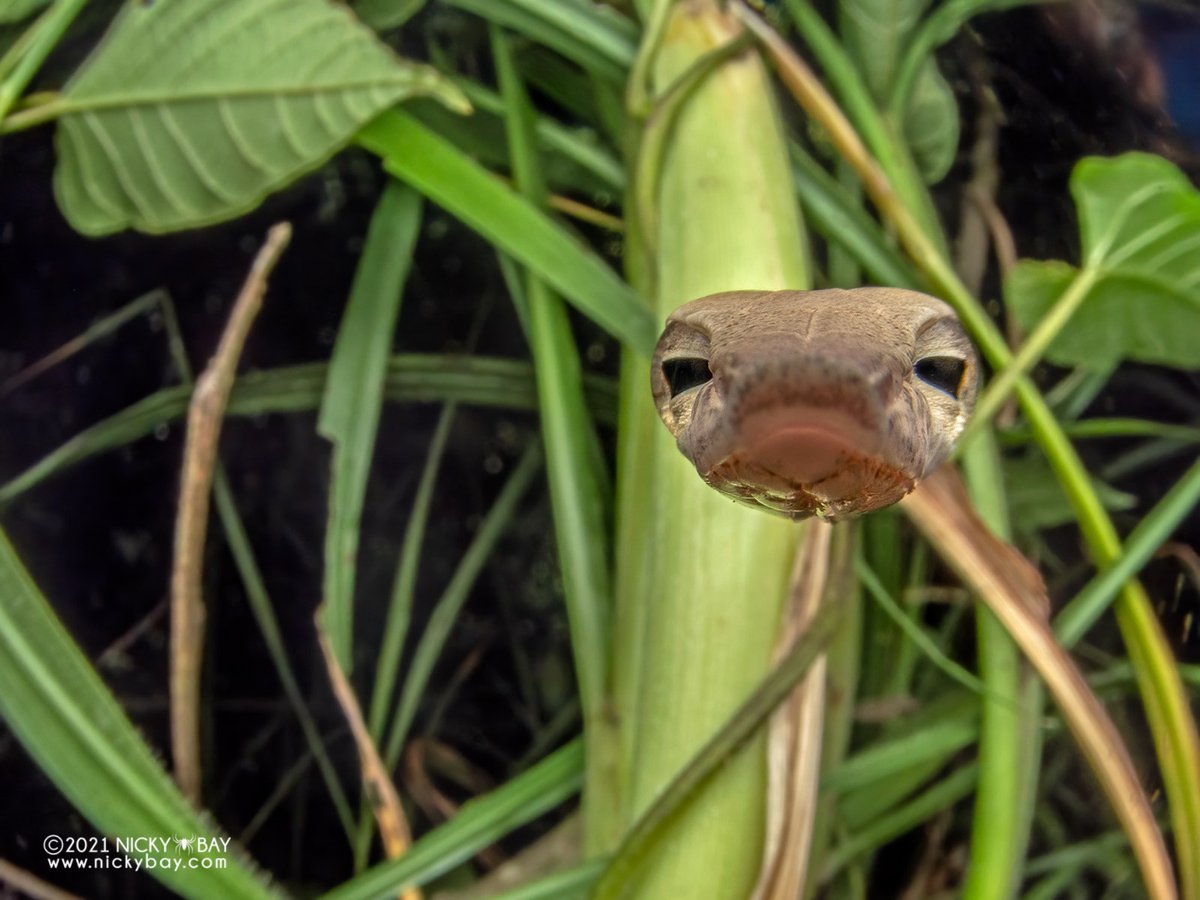Dearpy Snake Derpy whip snake. Everyone's asking me... where's the body?