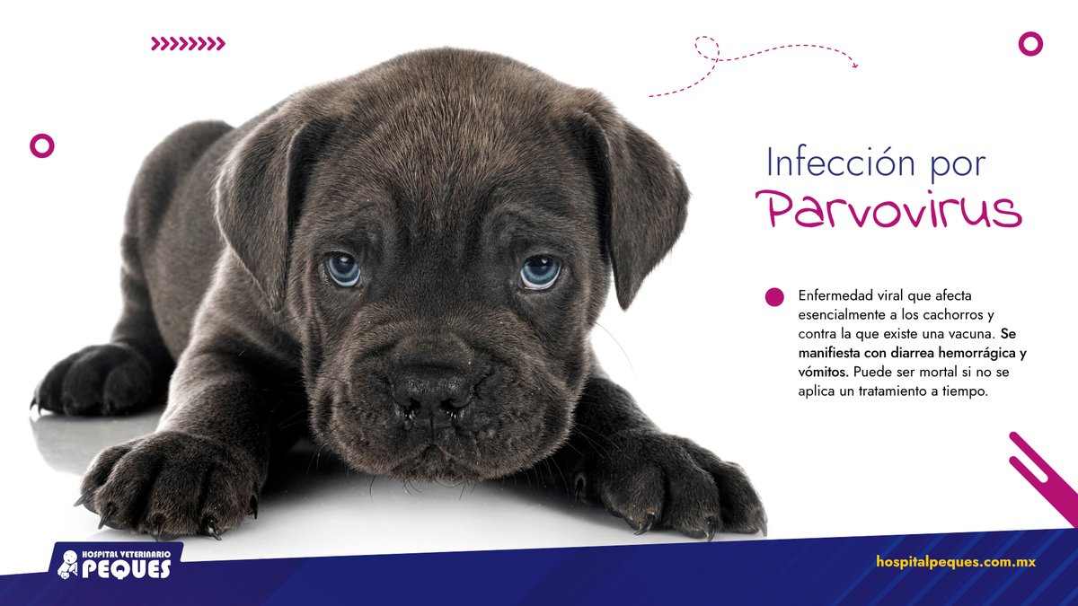 Hospitalpeques's tweet photo. La infección por el parvovirus canino tipo 2 (PVC-2) es una enfermedad sistémica aguda caracterizada por enteritis (Inflamación de la mucosa intestinal) hemorrágica. La enfermedad a menudo es fatal en los cachorros. #HospitalVeterinarioPeques https://t.co/3mOaSOtc0U