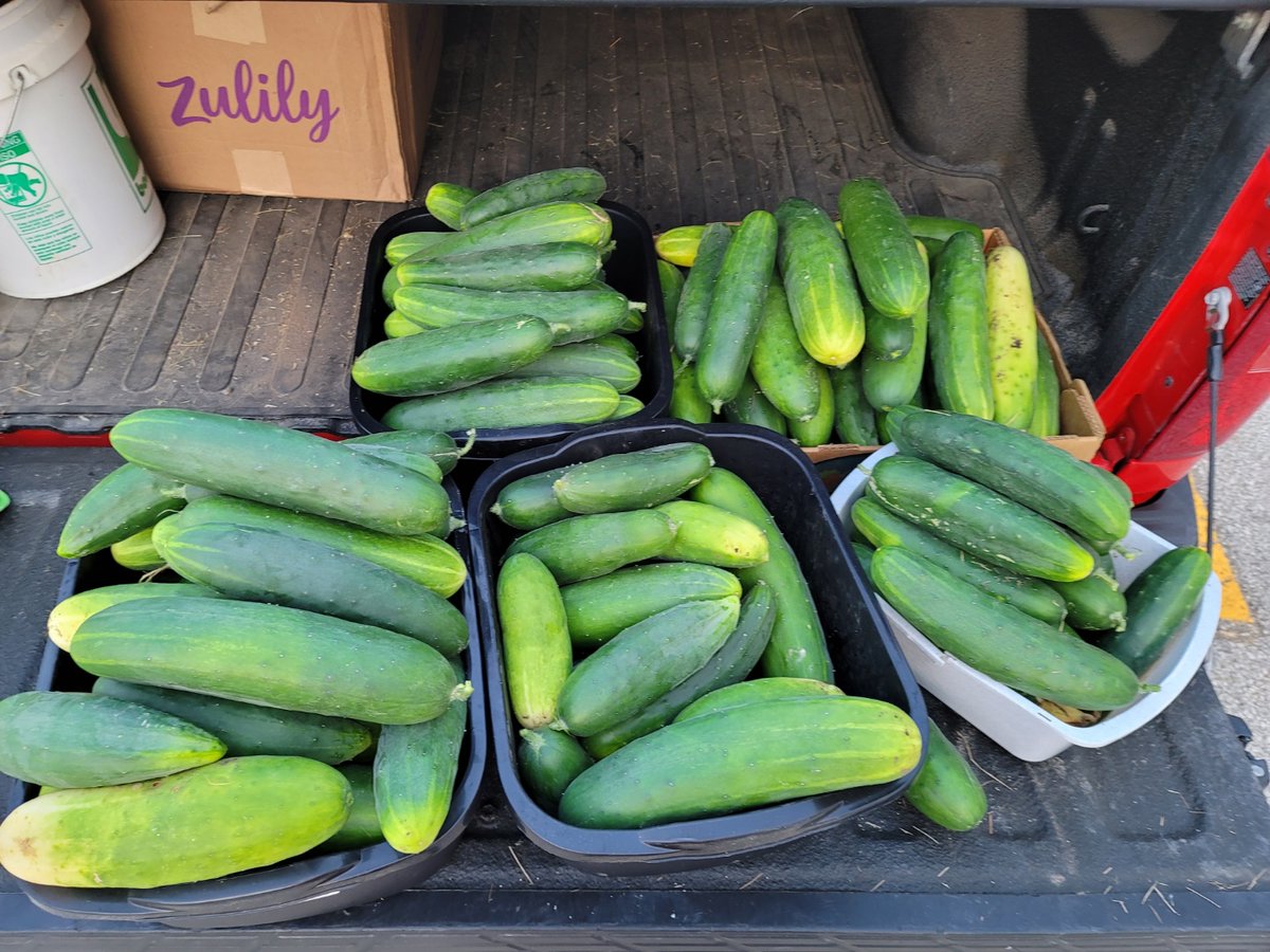 It's now time to get your produce!  We have Garlic, Tomatoes, Cherry Tomatoes, Onions, Peppers, and tons of Cucumbers available for delivery.  Please let us know if you are interested in anything!  We will have Watermelon and Potatoes ready soon!