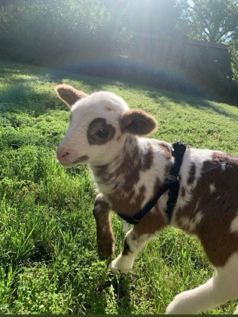 Sevgiyle bakmak bu olsa gerek.🤎