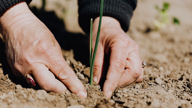 AluoraC's tweet photo. Plant some Hope Today!
The World needs it more than Ever! https://t.co/Pa7ZFmgFAo