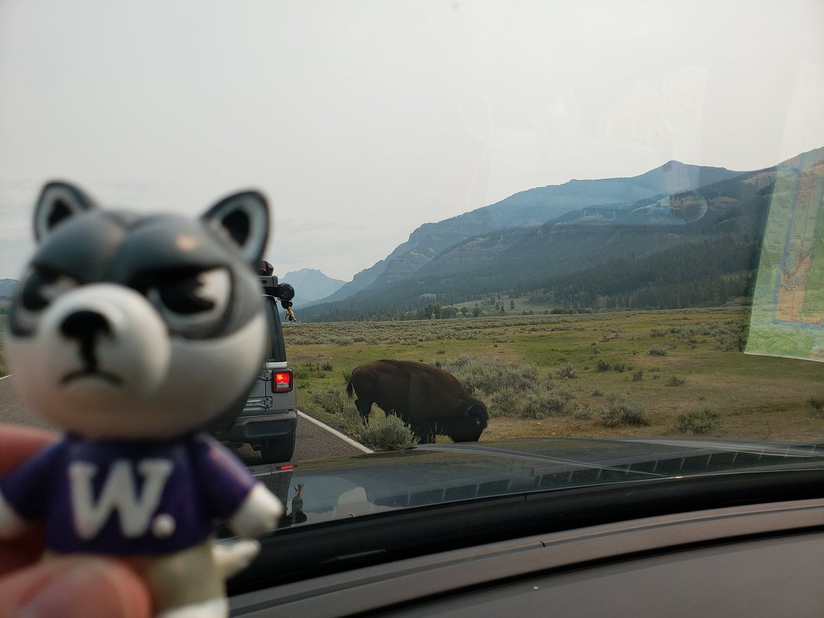 Day 6 of #BoltonFamilyRoadTrip2021, #GraceyOutdoors, #HarrySummerTour, #EastboundAndDown started in @YellowstoneNPS and then through some beautiful terrain to Sheridan #Wyoming. #MammothHotSprings #RooseveltArch #LamarValley