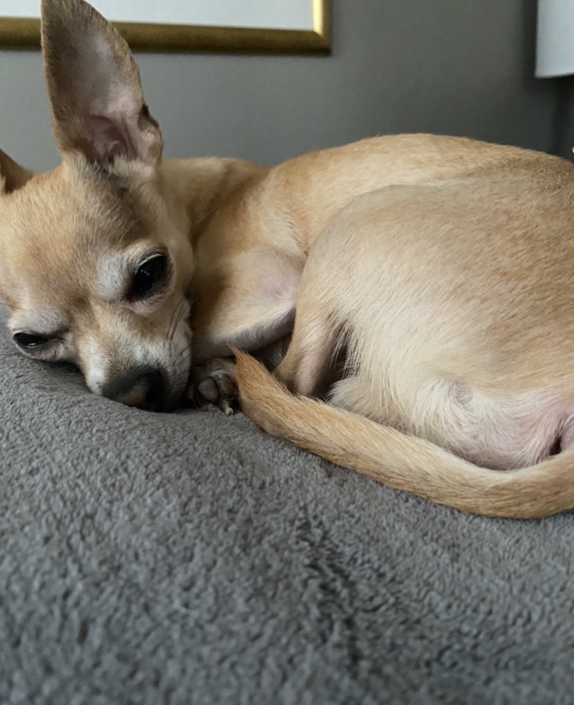 SillySammy_'s tweet photo. Hi everyone! My dog Simba/simbita went missing in the Warning station/Roberto Clemente area. If you guys could please rt to help get my pup home 🙏🏼 https://t.co/LyjhjZjwvP