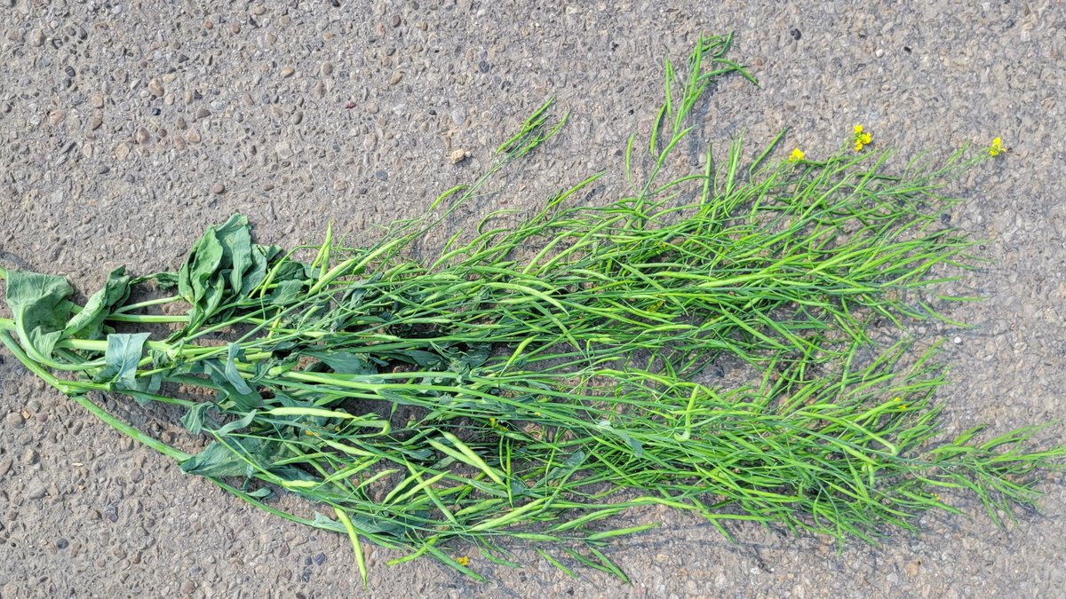 NORSTAR_Ag's tweet photo. On a year like this, who would expect so many pods!
#CKD #soilhealth #calcium #gypsum #checkyourfields https://t.co/MAssUCZVPv