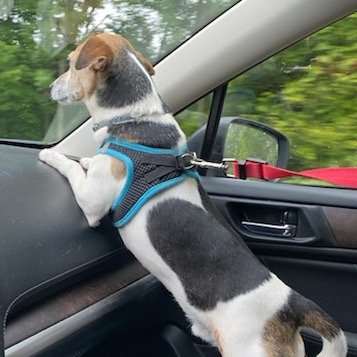 BridieForUs's tweet photo. Lexington’s loved being along for the ride as I’ve gotten out onto the campaign trail!
Nobody tell him how much car time is in his future. 😂#Pupstate https://t.co/MRNU0YTcD1
