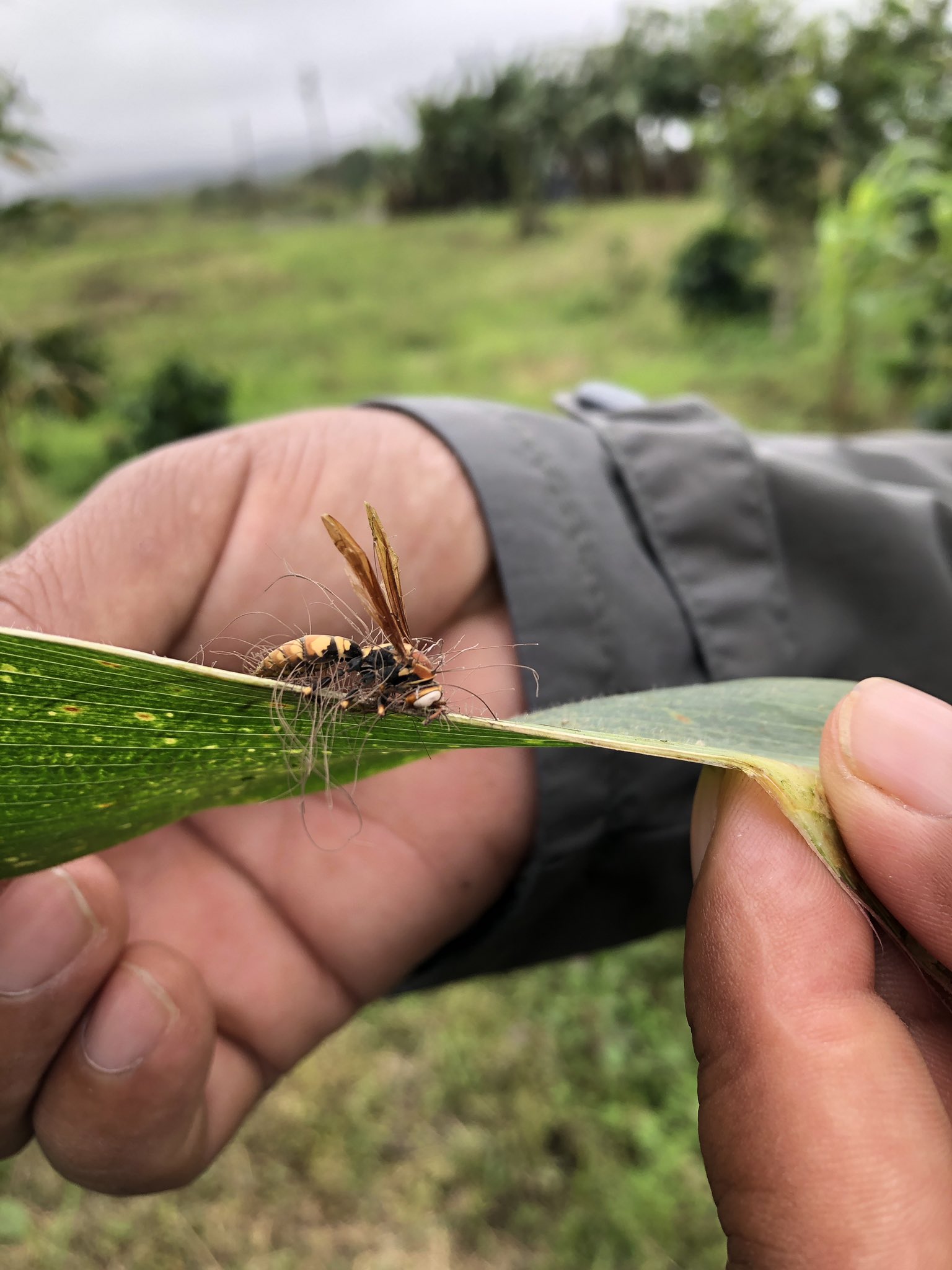 Tropical Plant Clinic & Research Lab on Twitter: