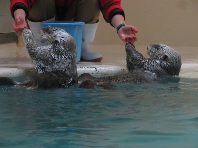 鳥羽水族館のtwitterイラスト検索結果 鳥羽水族館のtwitterイラスト検索結果