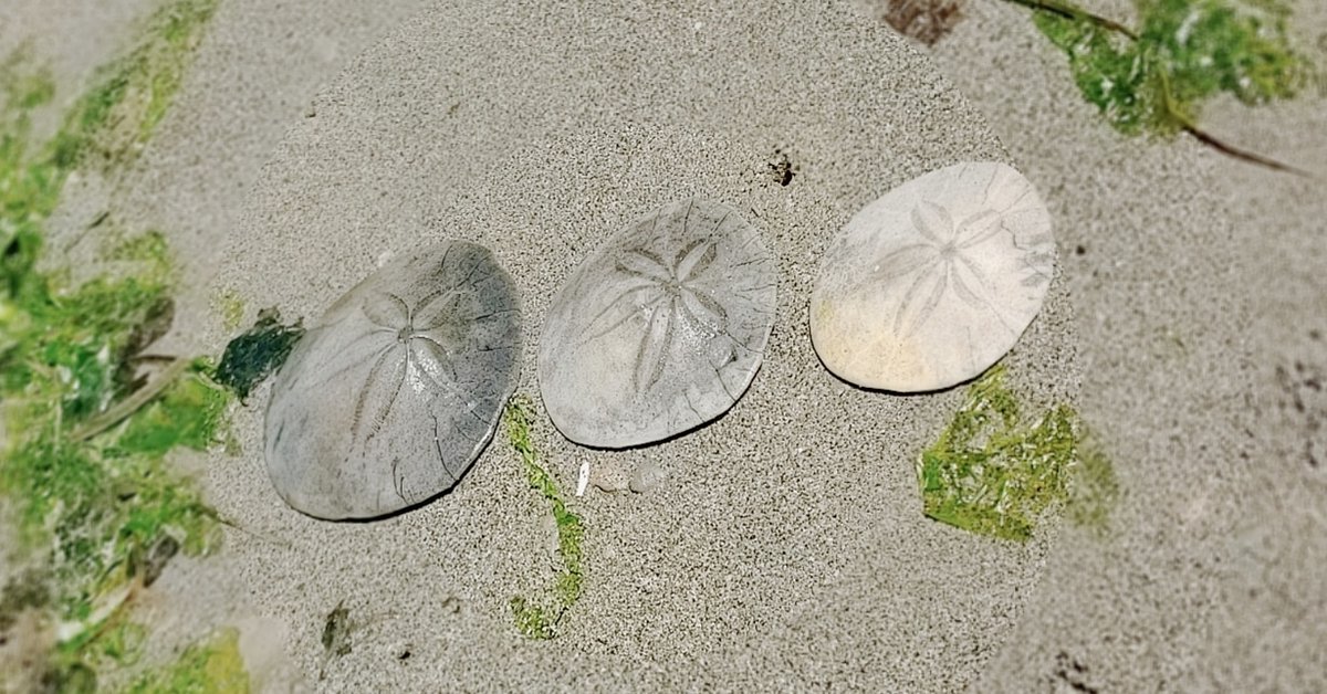 Sarah_K_Says's tweet photo. Sand dollars on the beach ( don't worry they were already gone - no harm ) #sanddollars #dashpointstatepark #WAstate #beachtime https://t.co/w1wazafNdN