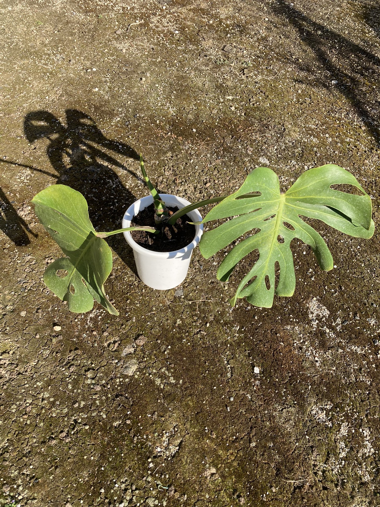 カリスマ素人 かなりダイエットさせた状態で元の鉢に モンステラは強いし 1年でかなり成長するので これくらい剪定しても大丈夫です ここまで5分程度 毎年のことなので慣れてきた感があります T Co Kq94r51pms Twitter