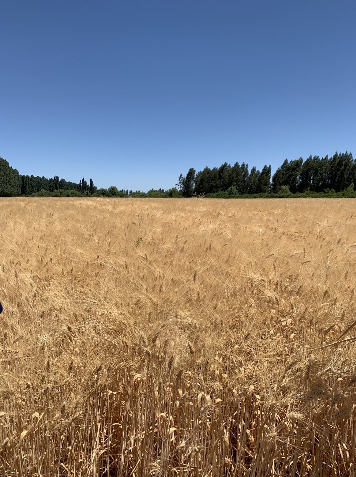 Por cada $ invertido en investigación el Prog de Trigo Candeal genera una rentabilidad del 52%. Beneficio Social para Chile de US$ 19,6 millones. Estudio completo en tinyurl.com/yh5xkajr. <a href="/Soledad_Espinoz/">Sistemas Silvopastoriles en Secano</a> <a href="/Ivanchillan/">Ivan Matus</a> <a href="/Kcordero_lara/">Karla Cordero Lara</a>