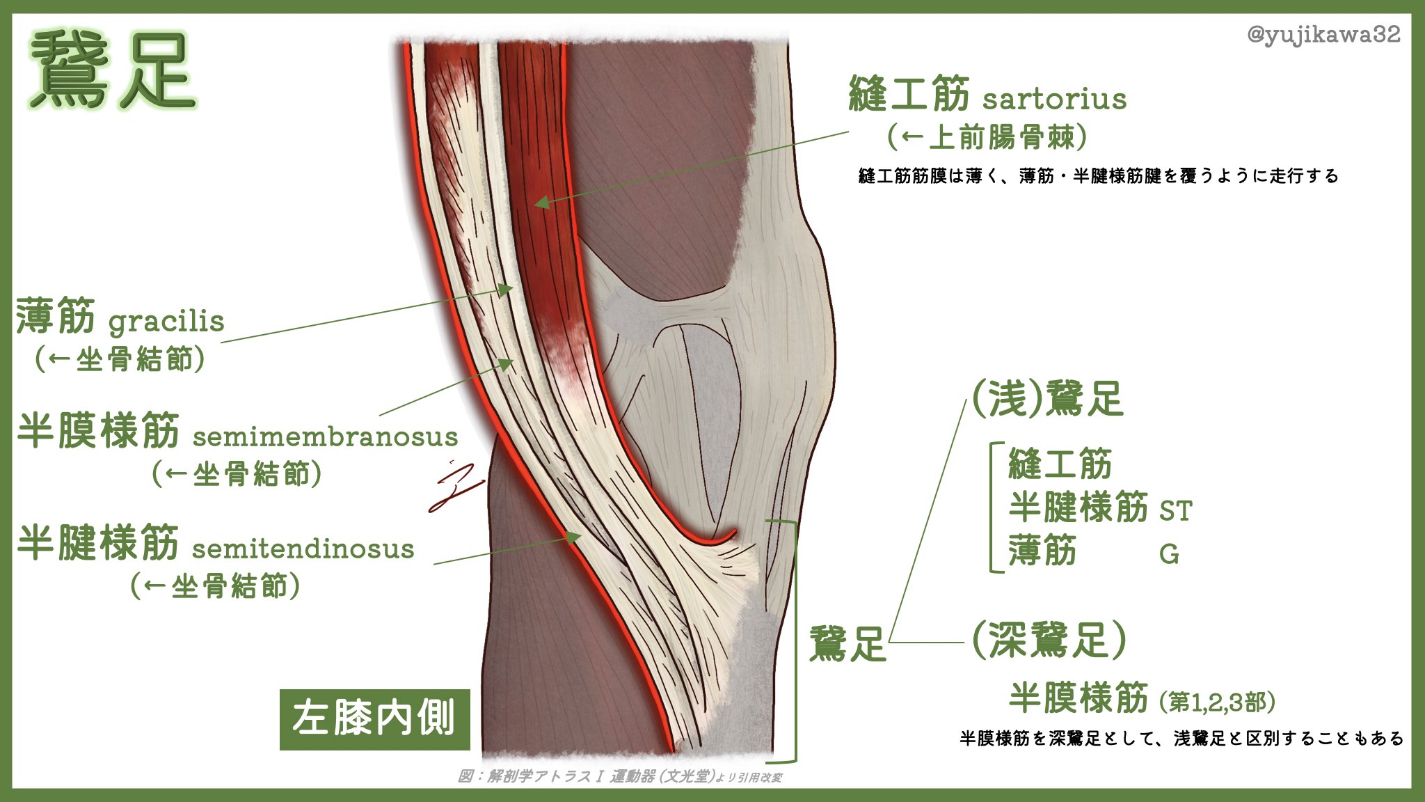 ユジカワ 整形dr イラストレーター 前十字靭帯損傷をはじめとした手術の際に 再建靭帯として腱採取されることの多い鵞足の解剖です 薄い縫工筋筋膜と 内側側副靱帯浅層の間に目標の腱は走行している 鵞足 解剖 Acl損傷 前十字靭帯損傷