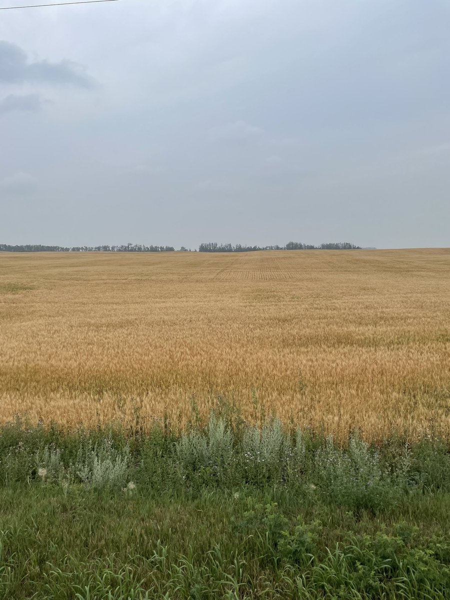 AnnaGrisnich's tweet photo. Not a bin buster but clean as a whistle!!! Impressed with weed control this year despite conditions. 

#hardredspring 
#AACBrandon 
#homequarter (binyard) https://t.co/kLIrhOad7k