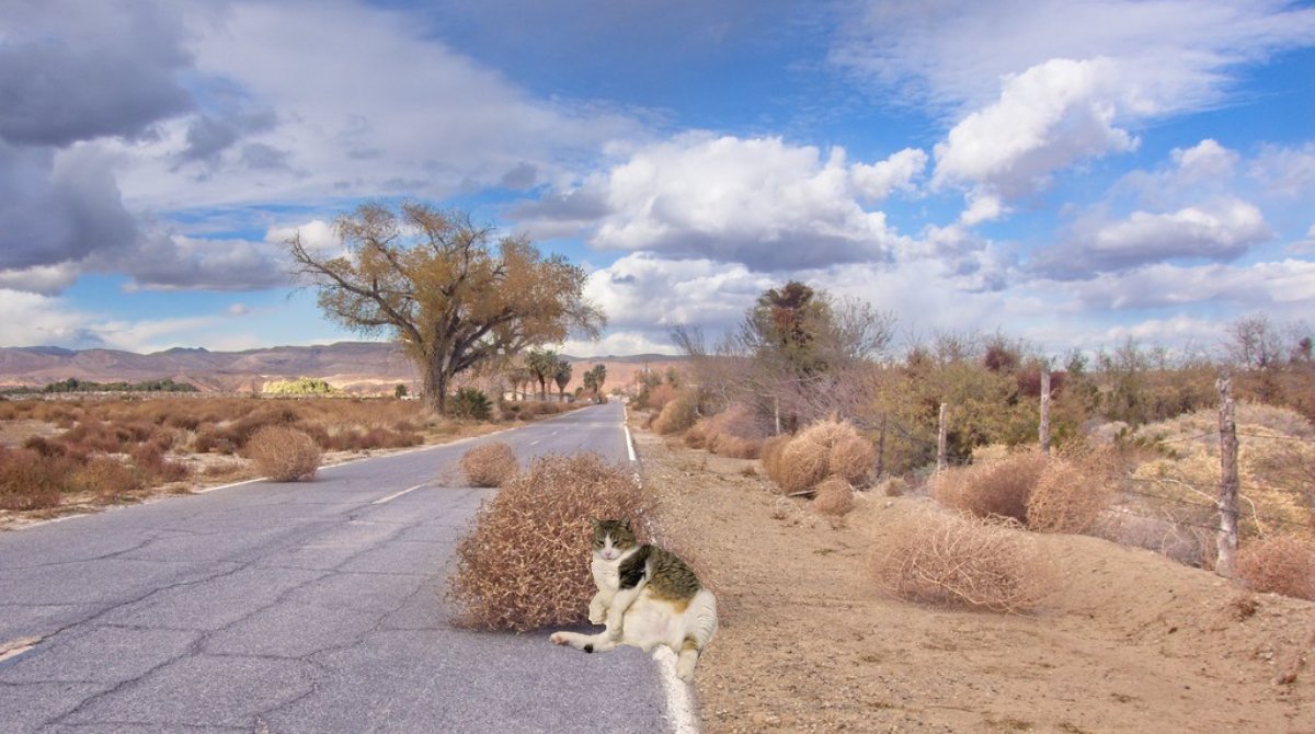graylog2's tweet photo. Currently feeling about as loved as a tumbleweed. @BigAbe20 is getting all the attention now. I want the attention, all of it. I demand it. #petlog https://t.co/NNVCuiPogz