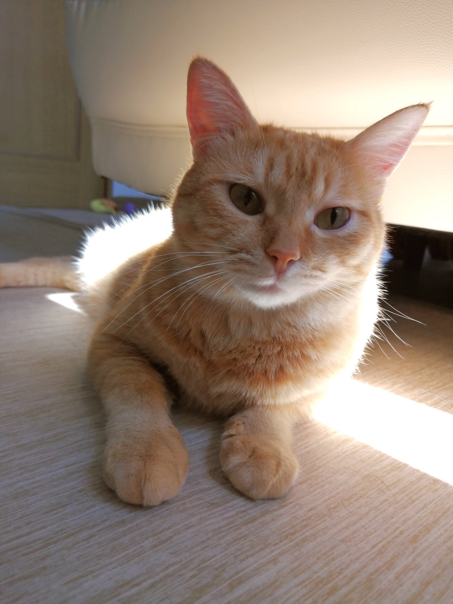 しっぽ屋 (@O7U1fNB6aTs09P0) / X