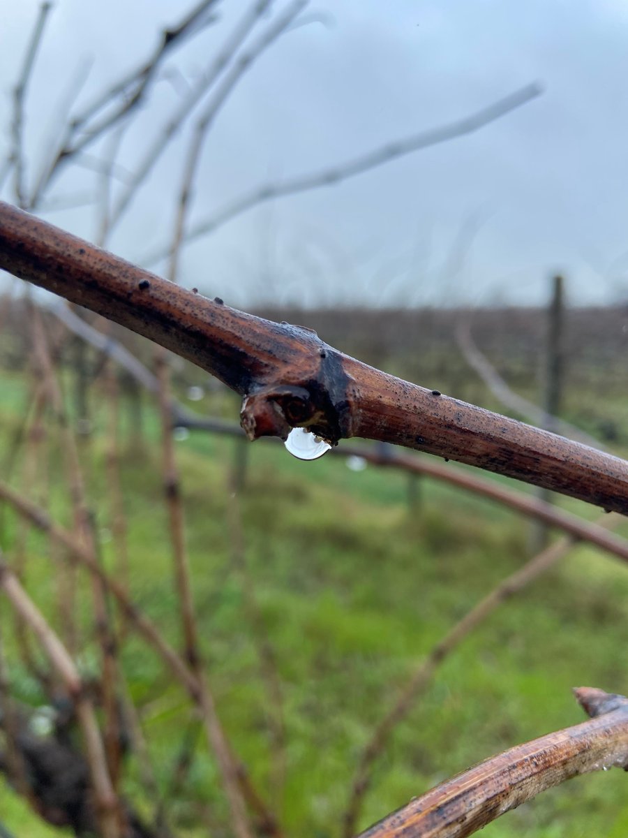 Showers forecast with 13 as the top when you visit us today...will that be #shiraz or #grenache in your glass?  #wine #barossa #tourism #vineyard #wet #fire