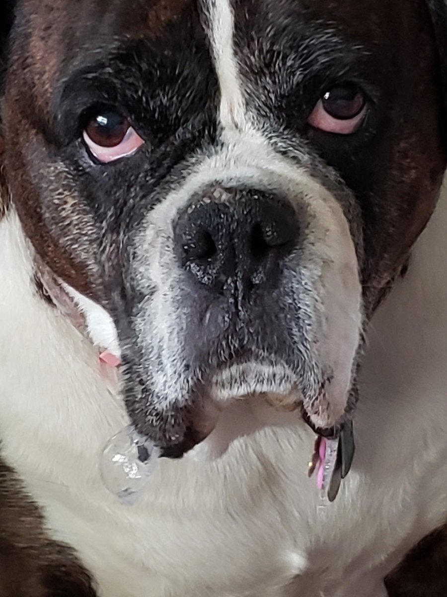 LauraEa27338431's tweet photo. Bella's chip, why is it there? She won't eat a plain chip. It has to have dip on it 😯🤦‍♀️ #SpoiledBoxer. https://t.co/IOrkO1iefK