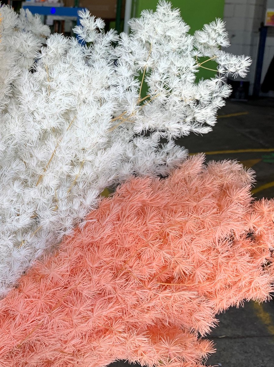 FlowerHub_AUS's tweet photo. Need dried flowers? Jump online now and check out the wide range of dried flowers we have for you. Aren't they gorgeous!? Here are some of our top picks today. Buy and we'll deliver. 👉 https://t.co/dxAUQNxKzZ

#flowerhub #flowerhubaus #flowermarket #brisbaneflowermarket https://t.co/r55xf4n1ci
