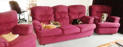 Liz Hardy ❤️🐱❤️ tweet media