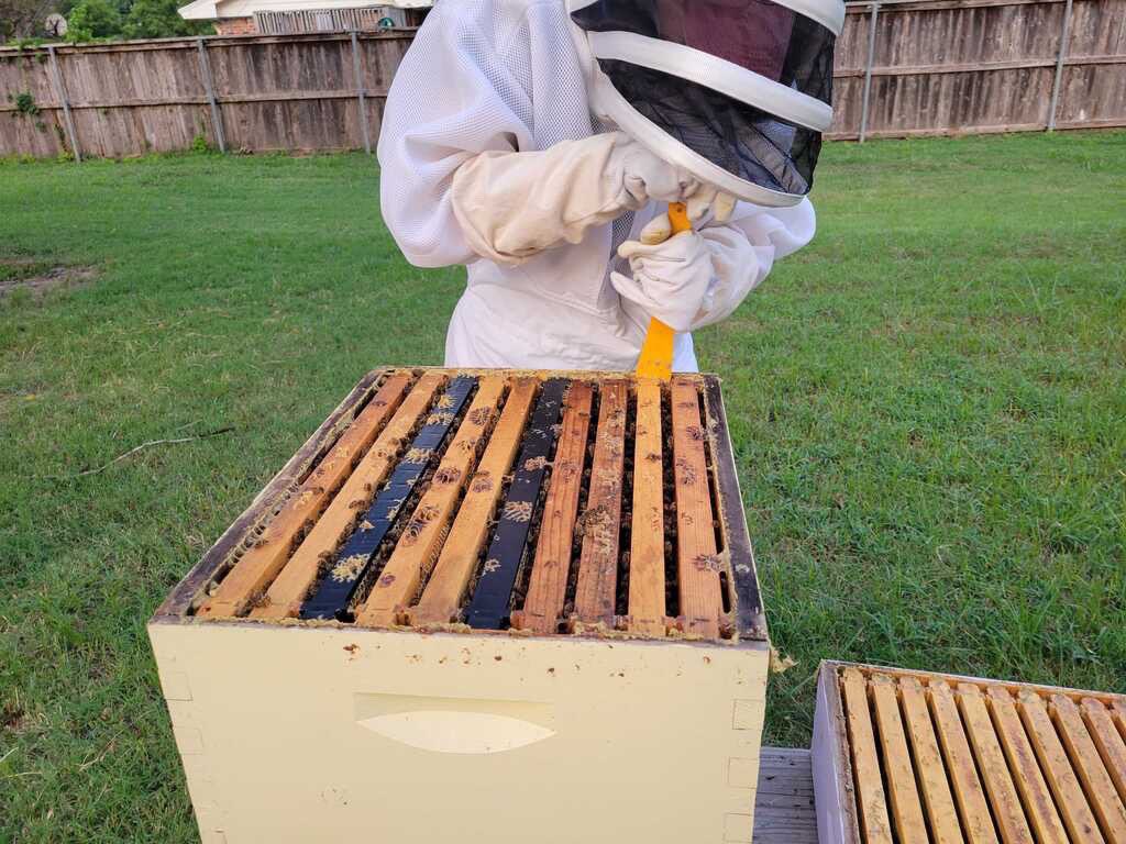 OUBeeClub's tweet image. 🐝🍯Hive Check🍯🐝 #bees #beekeeping #savethebees