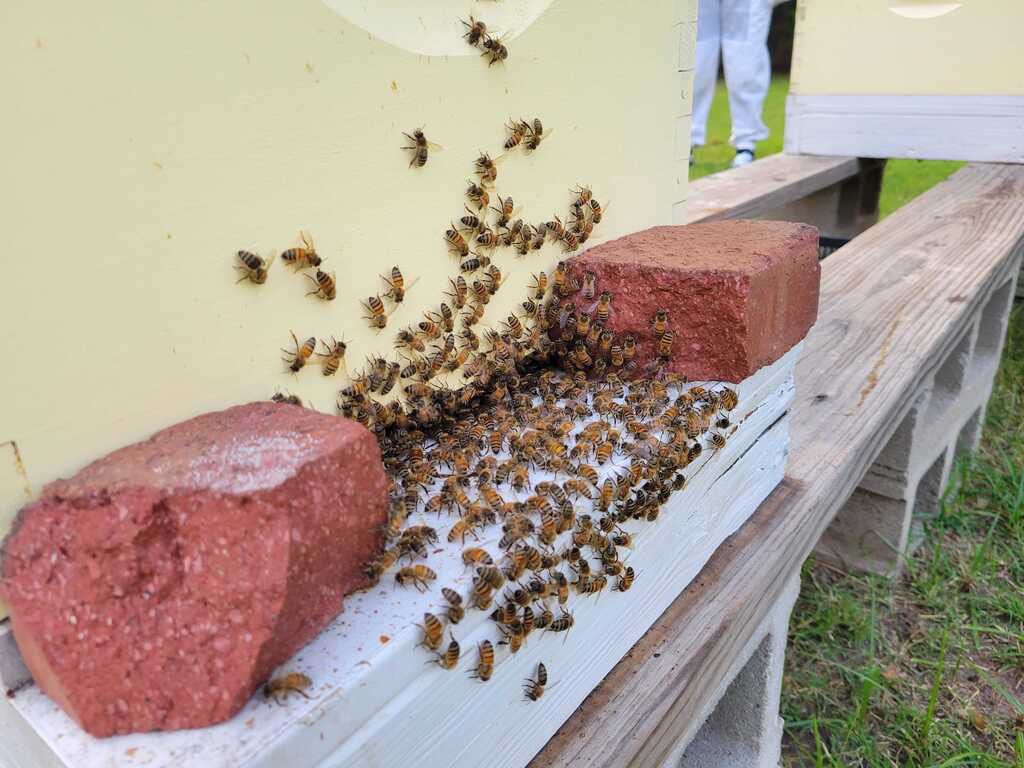 OUBeeClub's tweet image. 🐝🍯Hive Check🍯🐝 #bees #beekeeping #savethebees