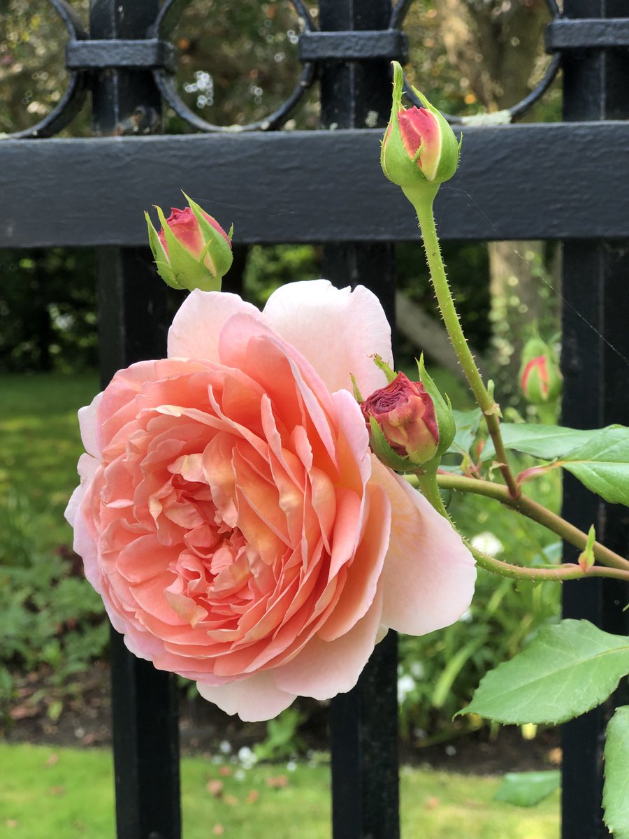 NJAThomson's tweet photo. #rosegarden #eldonhouse #ldnont https://t.co/WKmWXlxUnC