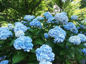 22年最新 全国のアジサイ名所と開花時期情報まとめ Skyticket 観光ガイド