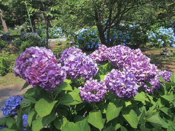 22年最新 全国のアジサイ名所と開花時期情報まとめ Skyticket 観光ガイド