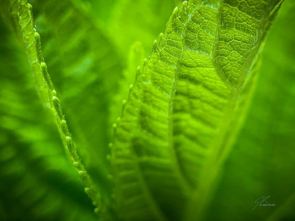 Jimrow's tweet image. Verde. 
.
.
.
.
.
#littlethings #macrophotography  #flowersofinstagram #bokeh instagr.am/p/CSNkULAFA1-/