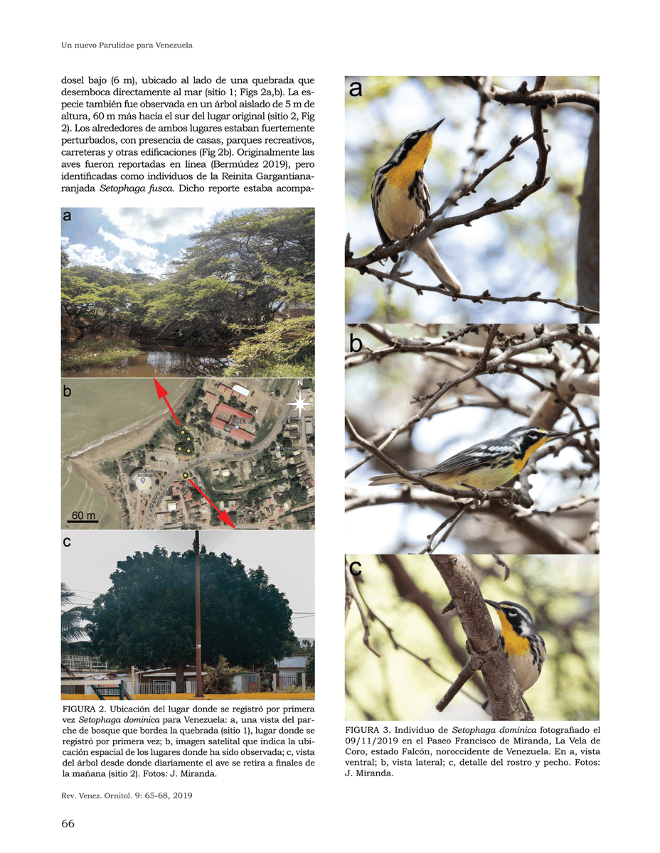 cyarzabl's tweet photo. Comparto un registro del cual fui partícipe y su publicación en la Revista Venezolana de Ornitología https://t.co/SHy08X7BSj