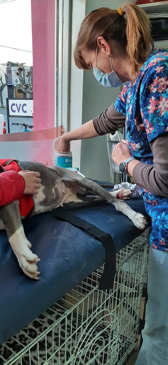 Holasssss? Podemos hacer viral a la india? 
Sufrió mucho y no caminaba. Está haciendo sesiones de FISIOTERAPIA para volver a caminar. El costo de 10 sesiones es de $5500 
Cvu: 0000003100095134341840
Alias: tratamiento.india
RT GRACIAS
