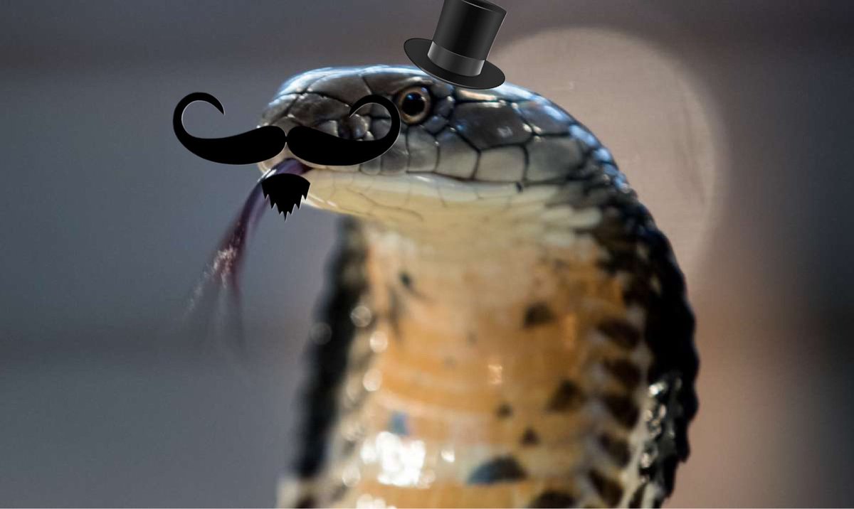 CobraGrand's tweet photo. Feeling cute, IDK might delete later. https://t.co/tjB0ZEjg4F