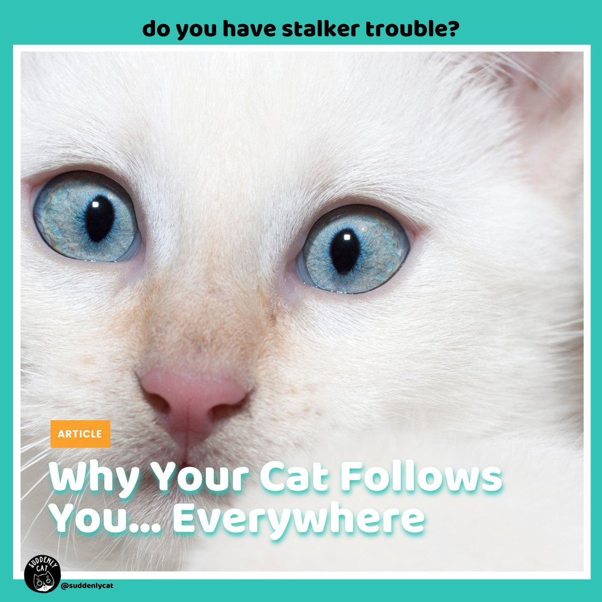 CatSuddenly tweet picture