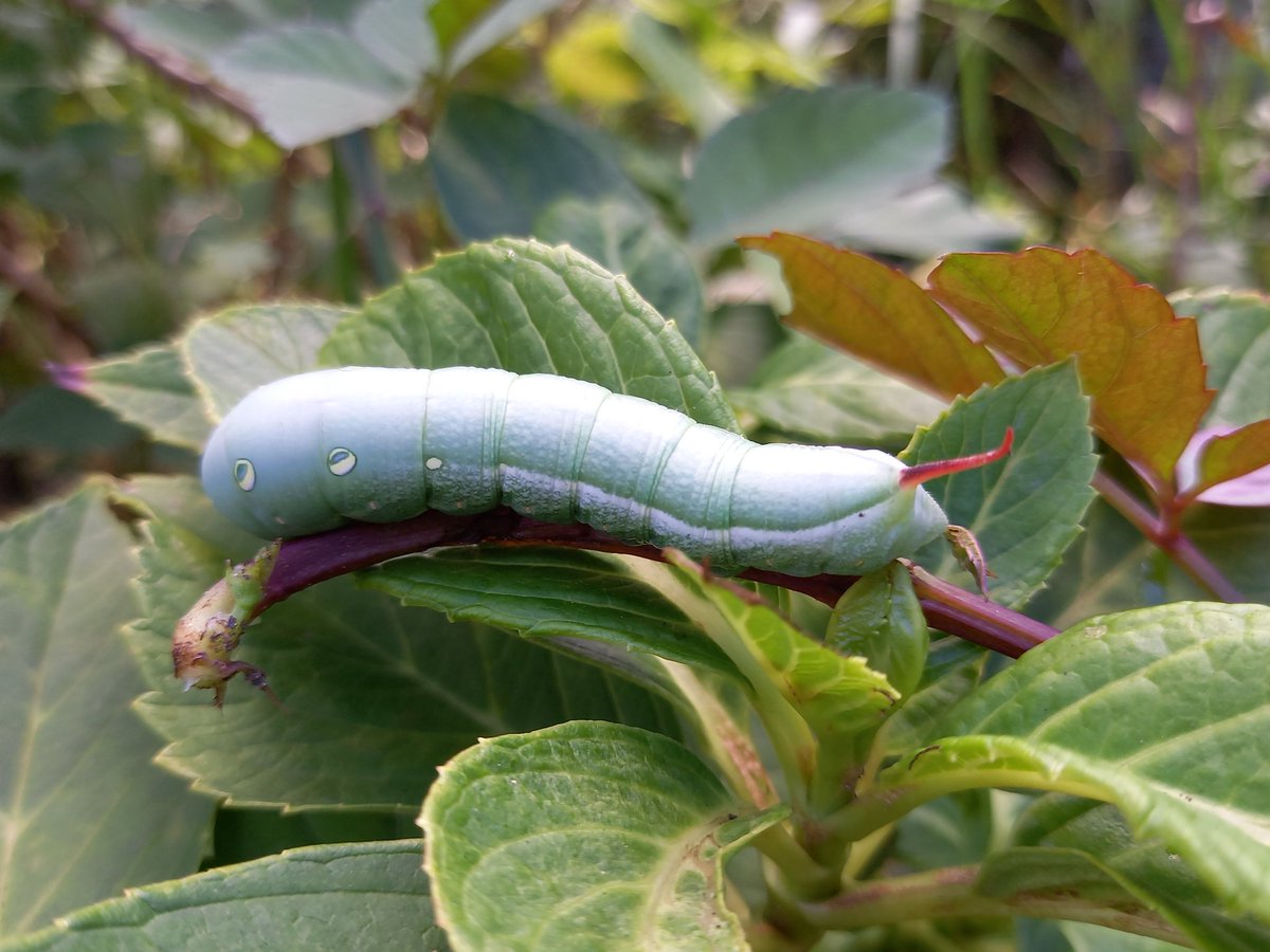 Hashtag スズメガの幼虫 Sur Twitter