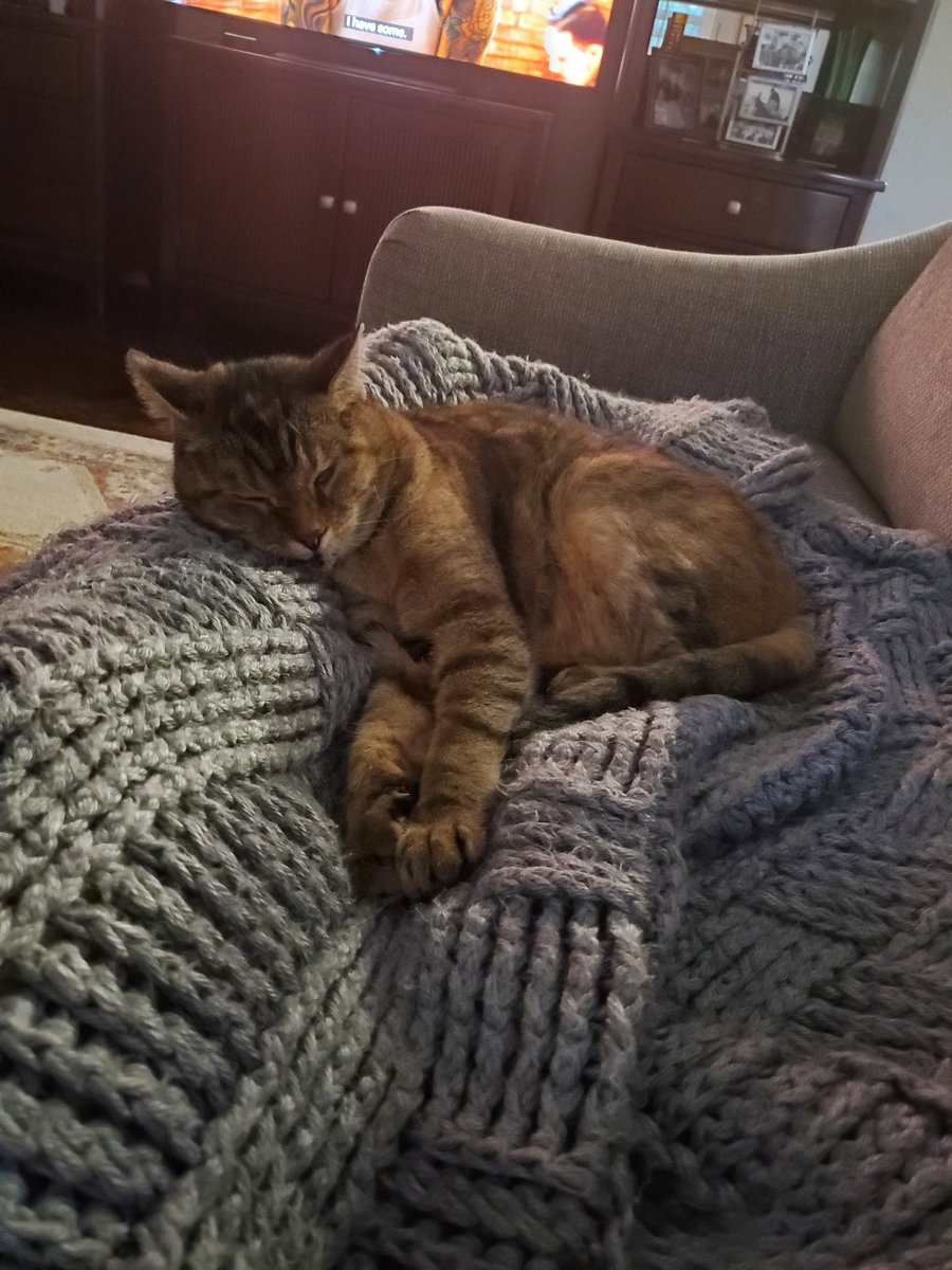 DawnsLand's tweet photo. Hmmm...  dilemma
Food is on the table waiting.
I hunger.

Cairo is comfy using my leg as a pillow. https://t.co/v88vylv2w9