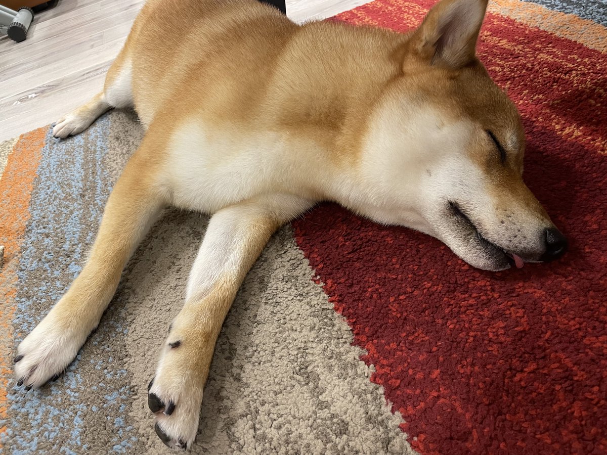 柴犬のマルク おさんぽ終わりのグッタリ中w 赤いカーペットで分かりにくいけど 少し見えてる キュート Cute キュート ぐったり 犬好きさんと繋がりたい 柴犬