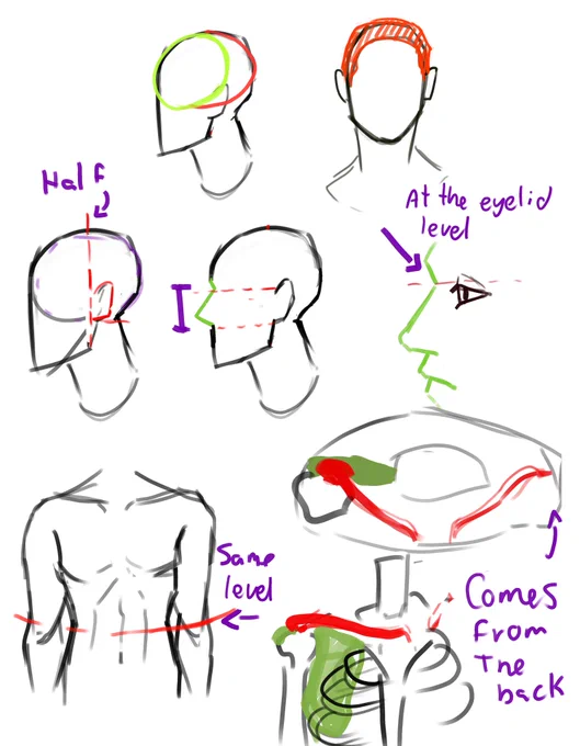 Some guides that really helped me while drawing 