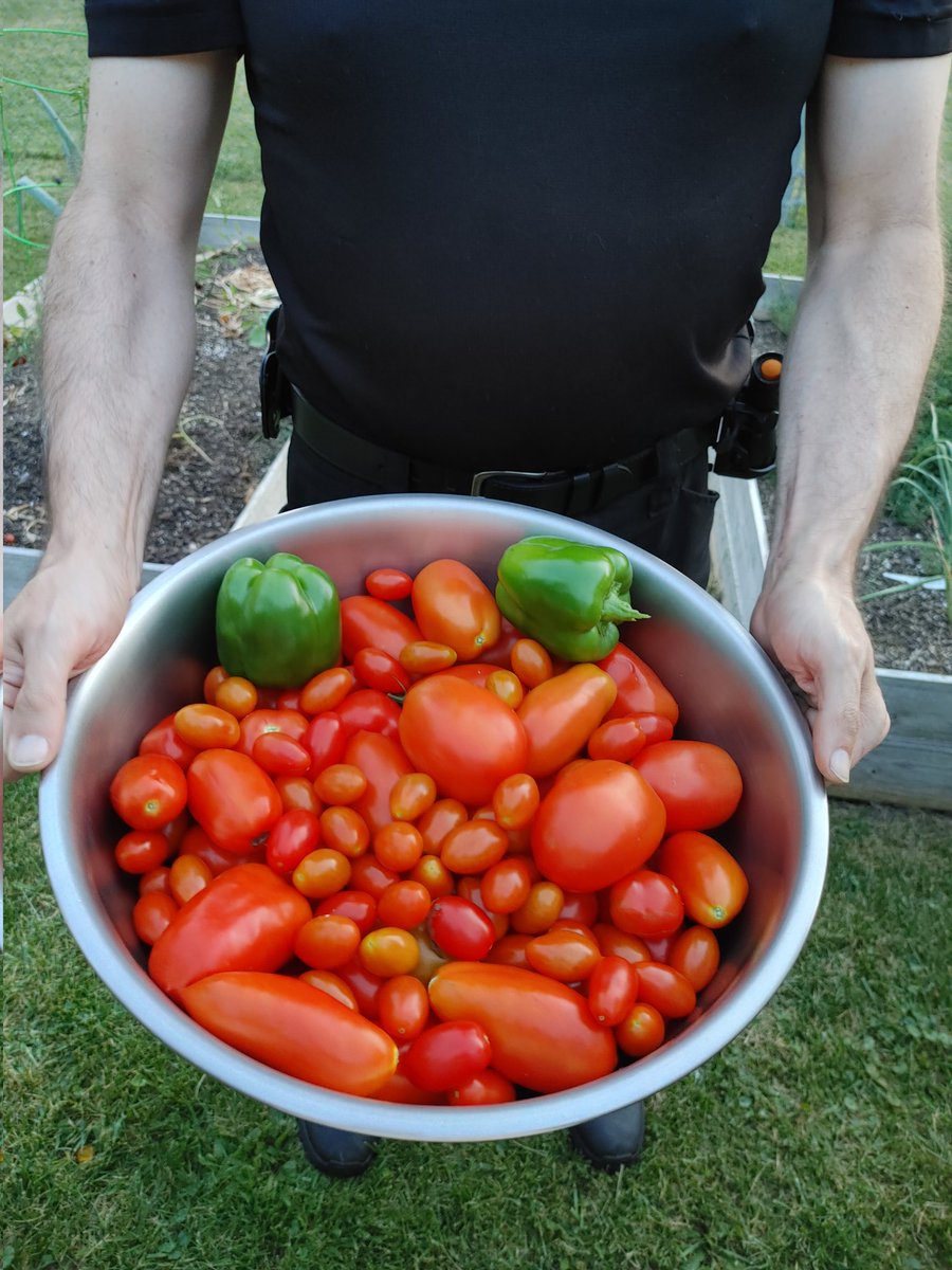 starr_morgayne's tweet photo. I walked out to check on the #garden tonight and had to call @ericvernor to bring me a large bowl. It is filled with #romatomatoes with #grapetomatoes on top. Guess who is #canning #tomatosauce this weekend?!#gardeninginthecity #growyourownfood #foodfromthegarden #canningseason https://t.co/kWR4mT6ISt