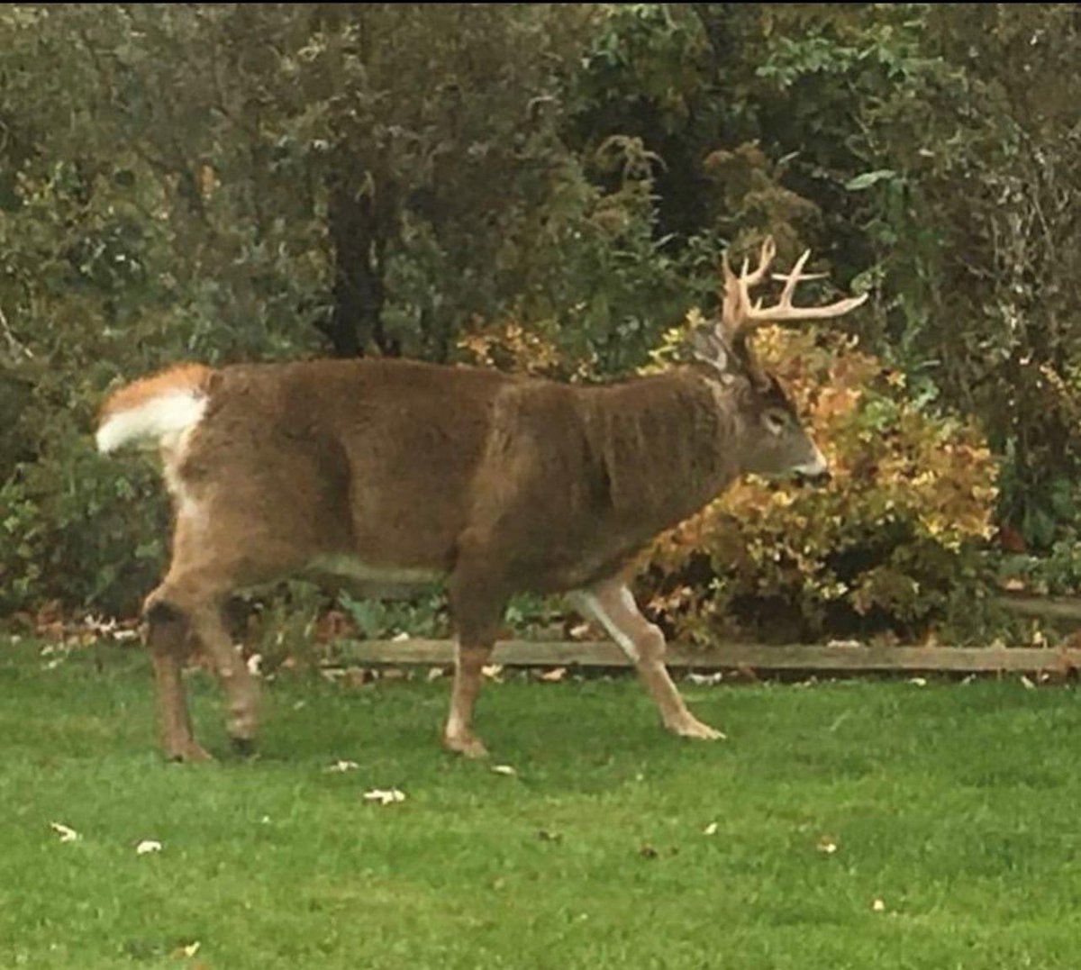 How much do you think this buck weighs? 😲

#deer #buck #heavybuck #fatbuck #deerhunting #outdoors #heavyweight #bigbuck #heavyweightchampion #wildlife #fatty #thursday #thickneck #whitetaildeer