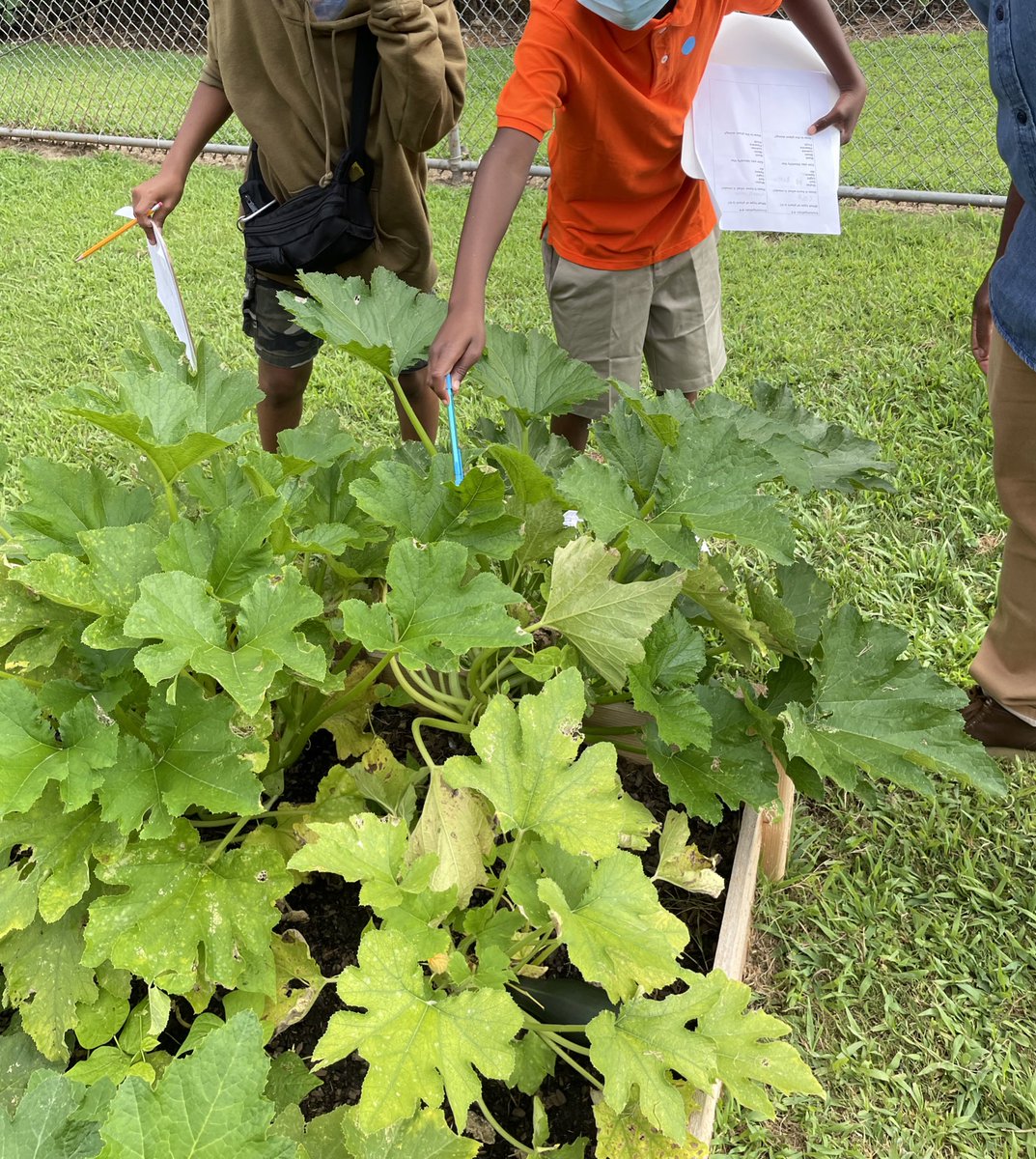 UnboxedEducator's tweet photo. I love to watch our Slater Tigers as they explore the #ProjectLearningGarden. Thank you @captainplanetfd &amp; @Treegrubber for giving our Tigers the space to explore &amp; a special thanks to @foodearthbirth for caring for our garden over the summer. #ItTakesAVilliage https://t.co/i1StW0MX3B