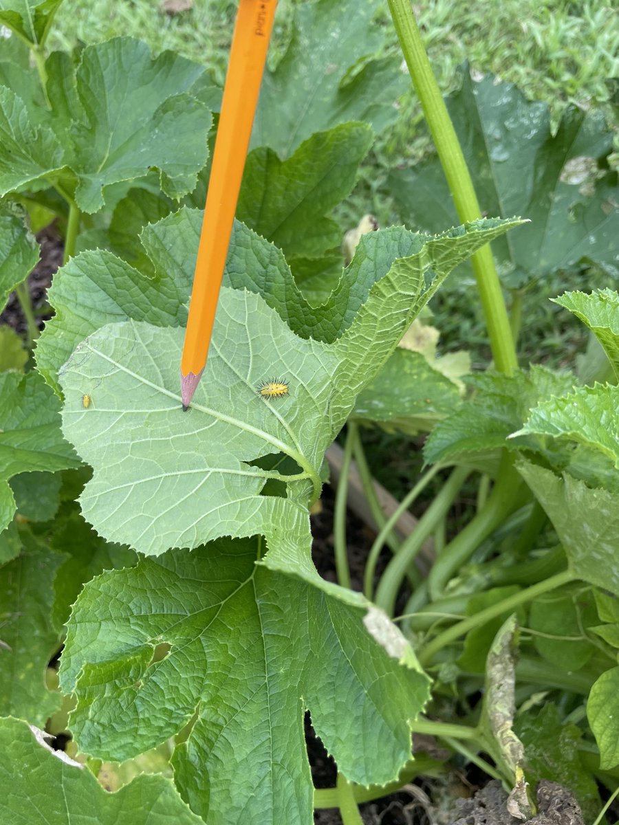 UnboxedEducator's tweet photo. I love to watch our Slater Tigers as they explore the #ProjectLearningGarden. Thank you @captainplanetfd &amp; @Treegrubber for giving our Tigers the space to explore &amp; a special thanks to @foodearthbirth for caring for our garden over the summer. #ItTakesAVilliage https://t.co/i1StW0MX3B