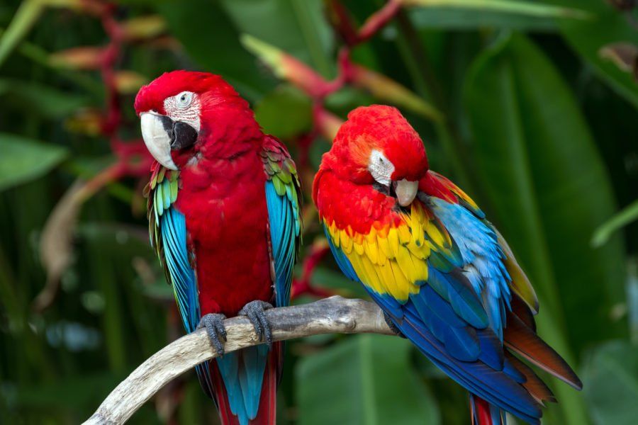 Guacamaya roja, otra especie más en peligro de extinción. buff.ly/3jw9m5t