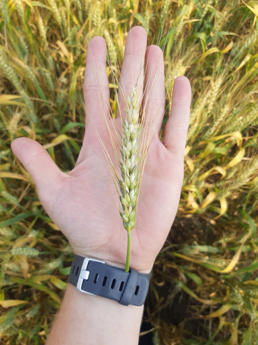 So excited to get harvest yields off the new CS Jake HRS. This crop looks fantastic this season and the length on the heads is unmatched. Need seed for next season - contact us today <a href="/CoopAgroWetask/">Co-op Agro (Wetaskiwin)</a> @Coop_Ag #scout21 #wheat