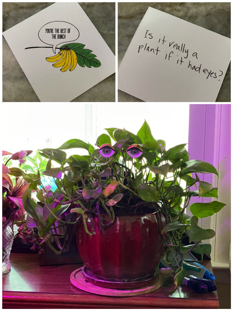 hu_myn's tweet photo. Made my day. ❤️❤️❤️

#gifts #crazybrain #logicalthinking #eyesonyou #plants #gardening #plantlady #goldenpothos #gardenersworld #kc #kcmo #kansascity #missouri #recoverybunker #kathleenrocks https://t.co/kujcyV6Q3k