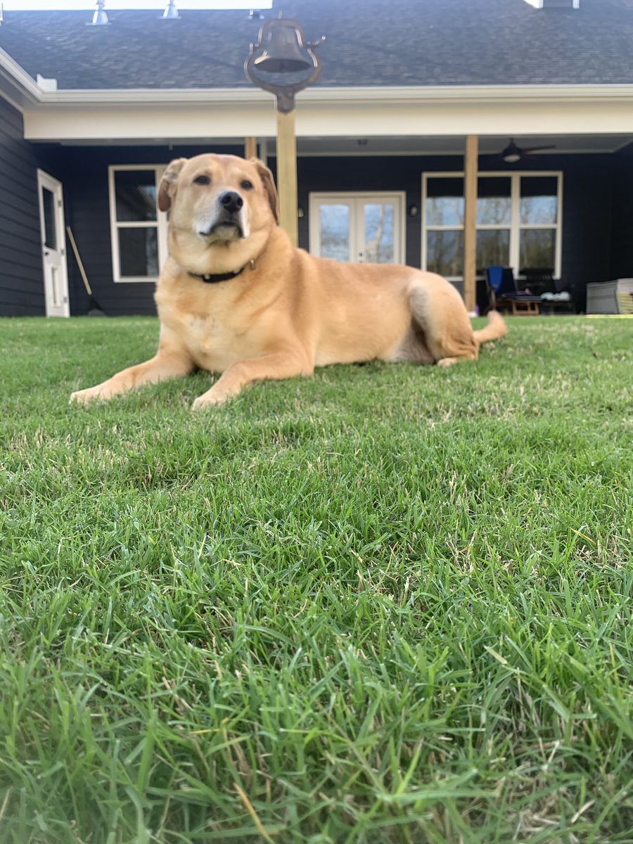 han_clare_'s tweet photo. @BuzzFeed Jax, 8 years old. I love going on walks, but I’m not athletic at all because I can’t catch a ball. I snore really loud but I make up for it with my cuddles. https://t.co/uft9dp22dv