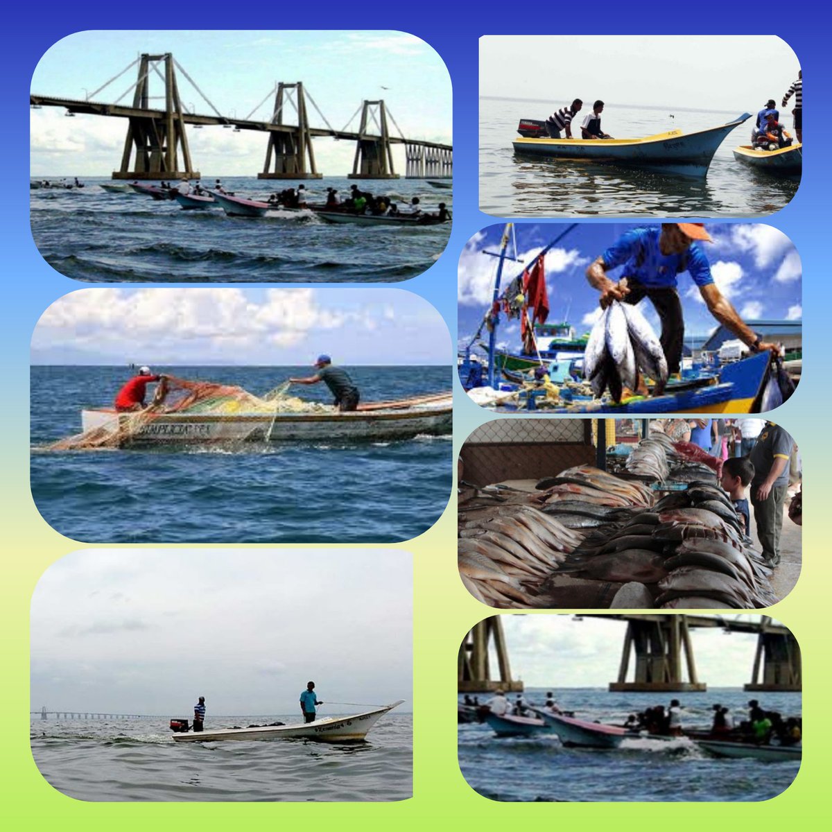EmblemasZ's tweet photo. La Pesca 🐟🐠 una de las actividades económicas más realizada por los Zulianos 🇻🇪🌉en el Lago de Maracaibo hay diversidad de peces que forman parte de la gastronomía zuliana👌✨entre ellos bagres, palometas, corvina y más.. https://t.co/WDFLCCb8gC