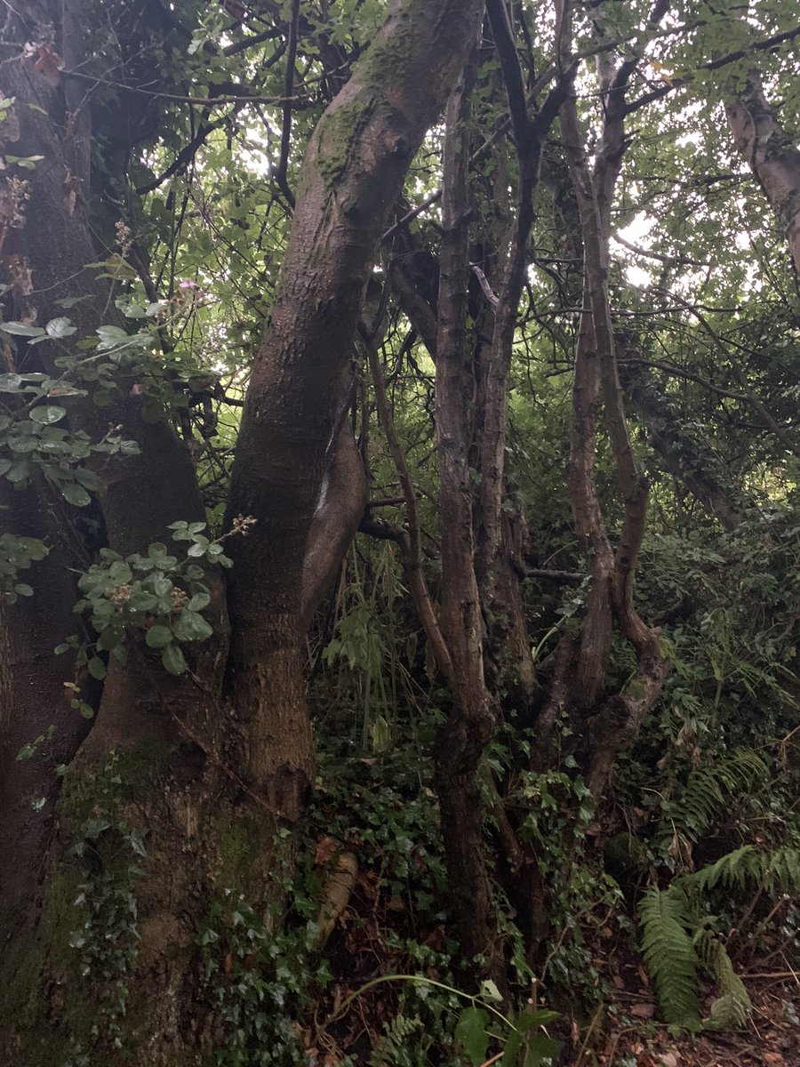 shaunhardie's tweet photo. Nature walk last night๐ #NaturePhotography #peacefulwalk #camerafun https://t.co/f8uFABImTl