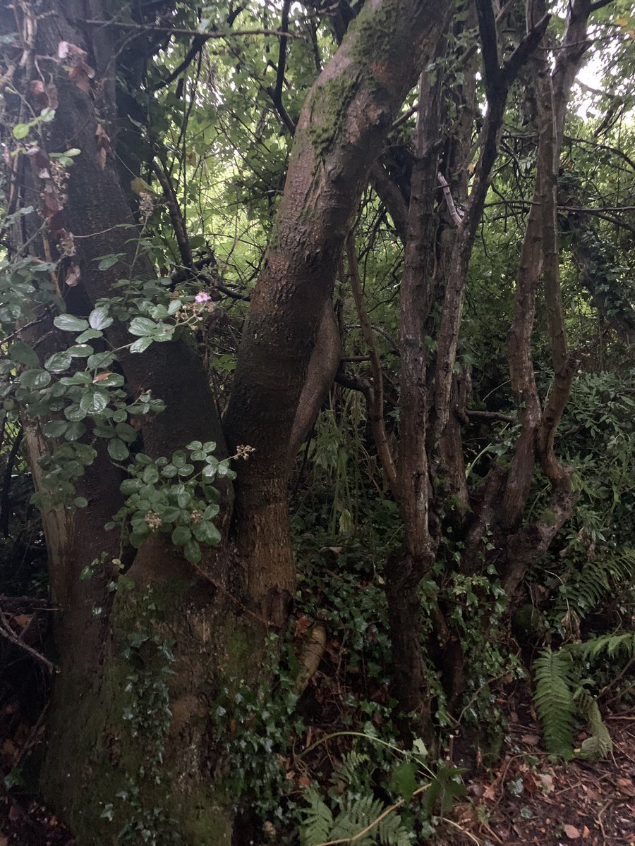 shaunhardie's tweet photo. Nature walk last night๐ #NaturePhotography #peacefulwalk #camerafun https://t.co/f8uFABImTl